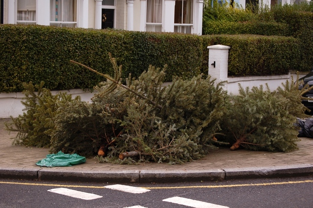 Christmas trees on the pavements, probably fell from the sky